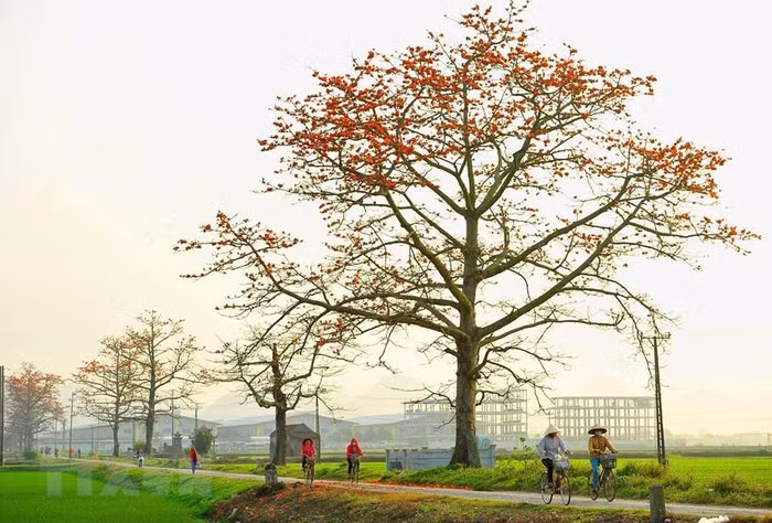Mùa hoa gạo gắn liền với tháng Ba. Hoa gạo nở là lúc những đợt rét cuối cùng của mùa Đông sắp qua, mùa Hè sắp đến. (Ảnh: Minh Đức/TTXVN)