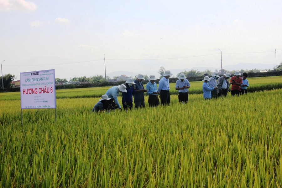 Giống Hương Châu 6 được trồng tại xã Nhơn An (thị xã An Nhơn).