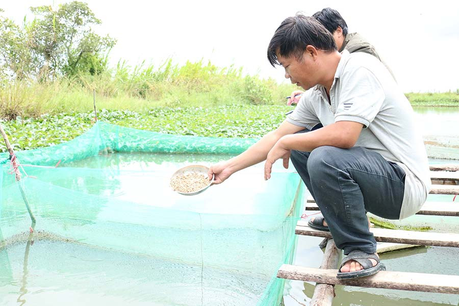  Mô hình nuôi cá lóc tại huyện Phú Thiện. Ảnh: Lê Nam