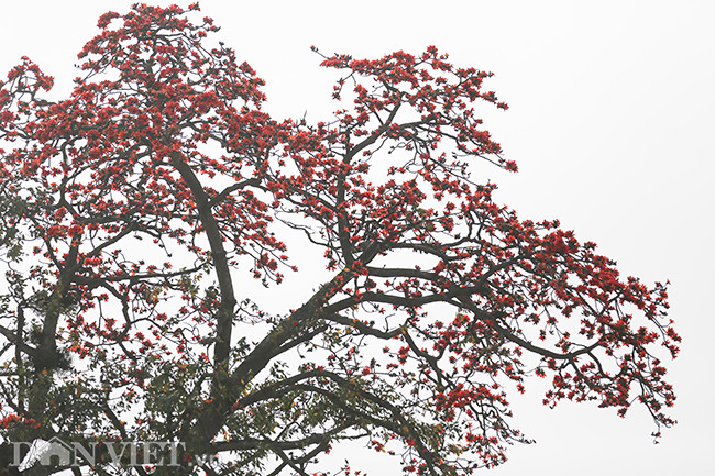 Ở nội thành Hà Nội, hoa gạo không nhiều, chỉ lác đác vài gốc trên phố. Hoa gạo là một hình ảnh đẹp đẽ, thân thương và gợi nhớ những hoài niệm của người dân Thủ đô. 