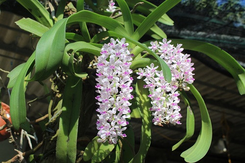 Những giò lan nghinh xuân với nhiều màu hoa trồng trong vườn lan rừng của anh Liong thường bung nở hoa vào dịp tết Nguyên đán. Ảnh: N. Duyên.