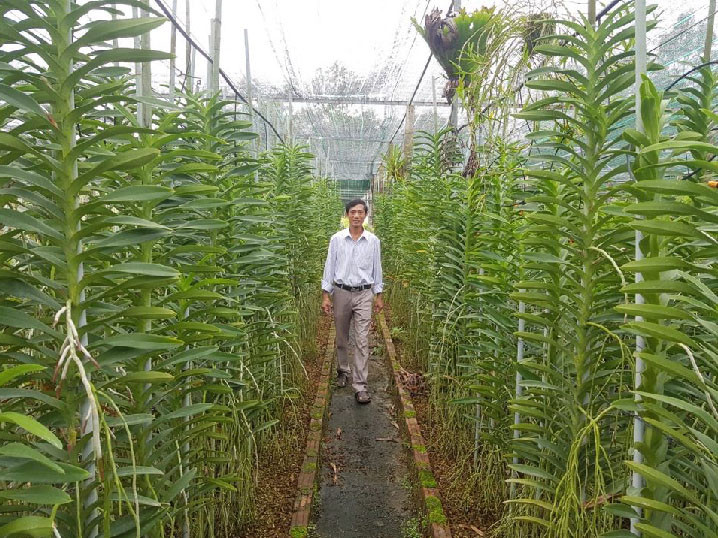 Lan Mokara được trồng trên những luống hình chữ nhật xây bằng gạch, rộng từ 0,7-1,2m, để trồng từ 2-4 hàng lan. Lan Mokara được trồng trên những luống hình chữ nhật xây bằng gạch, rộng từ 0,7-1,2m, để trồng từ 2-4 hàng lan.