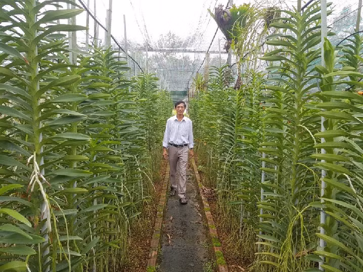 Lan Mokara được trồng trên những luống hình chữ nhật xây bằng gạch, rộng từ 0,7-1,2m, để trồng từ 2-4 hàng lan.