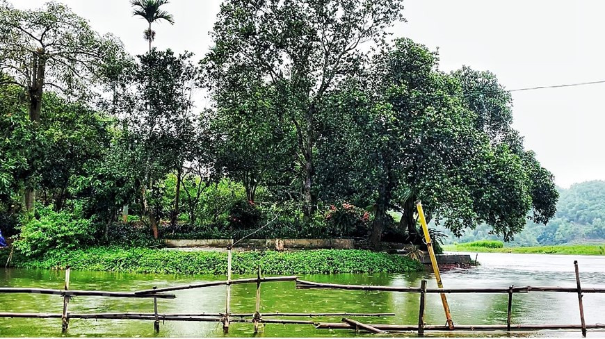 Dưới thung lũng là những đồi cây ăn trái, cây trà, keo lai, bồ đề, bạch đàn... xanh tốt. (Ảnh: Xuân Mai/Vietnam+) Dưới thung lũng là những đồi cây ăn trái, cây trà, keo lai, bồ đề, bạch đàn... xanh tốt. (Ảnh: Xuân Mai/Vietnam+)