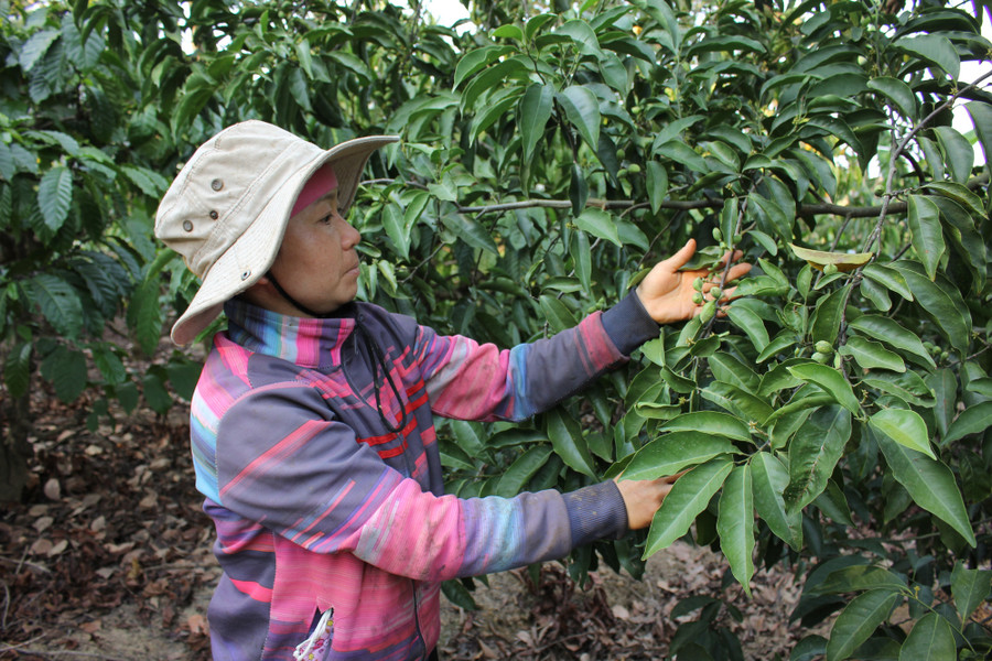 Chị Mai Thị Huế thử độ già của quả dổi xanh. Ảnh: PL