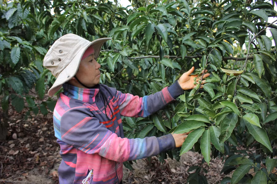 Chị Mai Thị Huế thử độ già của quả dổi xanh. Ảnh: PL