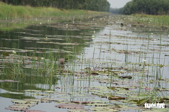 Vườn quốc gia Tràm Chim, vùng đất được bảo tồn nét hoang sơ của Đồng Tháp Mười, là địa điểm check-in lý tưởng cũng như hoài niệm về những loài thực vật mọc hoang ngoài cánh đồng nước một thời Vườn quốc gia Tràm Chim, vùng đất được bảo tồn nét hoang sơ của Đồng Tháp Mười, là địa điểm check-in lý tưởng cũng như hoài niệm về những loài thực vật mọc hoang ngoài cánh đồng nước một thời