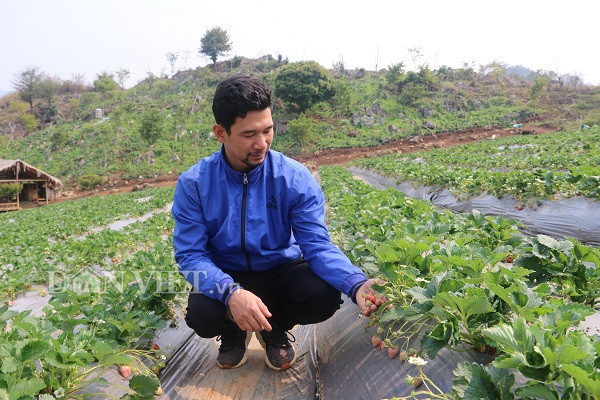 Sau khi bỏ công việc ở Hà Nội với mức lương 8 triệu đồng/tháng, anh Tài trở về quê nhà trồng dâu tây.