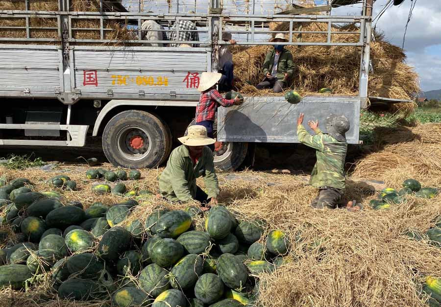  Thông qua việc kết nối, một số sản phẩm nông sản như dưa hấu đã tìm được đầu ra, giúp người sản xuất vượt qua khó khăn. Ảnh: V.T