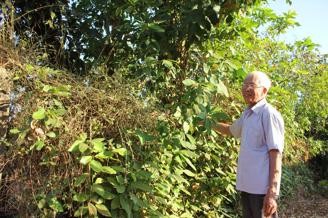 Quanh nhà ông Lô Quốc Hợi, nhiều cây cà gai leo, xạ nai, cam thảo mọc chen nhau ở bờ rào. Ảnh: PL