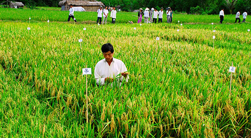 Thu hoạch lúa đông xuân ở Bạc Liêu. Ảnh: Thanh Cường