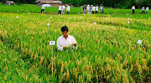 Thu hoạch lúa đông xuân ở Bạc Liêu. Ảnh: Thanh Cường