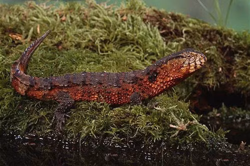 Thằn lằn cá sấu cũng thích bơi lặn và kiếm mồi dưới nước. Ảnh: Kienthuc.net. Thằn lằn cá sấu cũng thích bơi lặn và kiếm mồi dưới nước. Ảnh: Kienthuc.net.