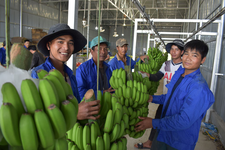 HTX Laba Banana Đạ K’Nàng ổn định công việc sơ chế, đóng gói “chuối tiến vua” xuất khẩu cho hàng chục lao động địa phương.