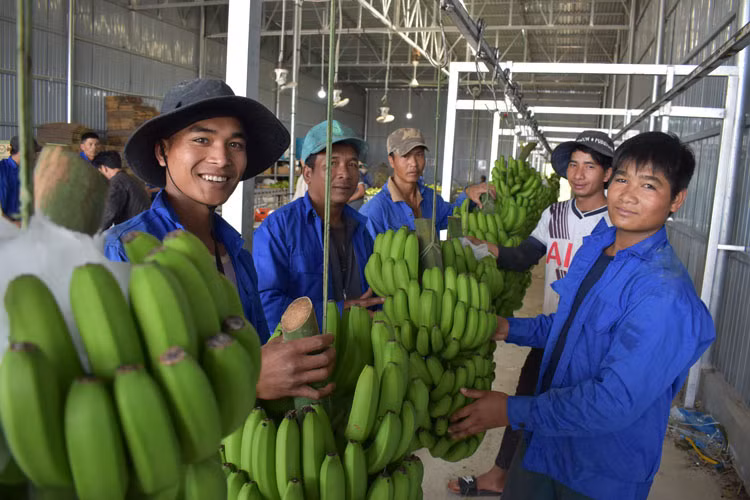 HTX Laba Banana Đạ K’Nàng ổn định công việc sơ chế, đóng gói “chuối tiến vua” xuất khẩu cho hàng chục lao động địa phương.