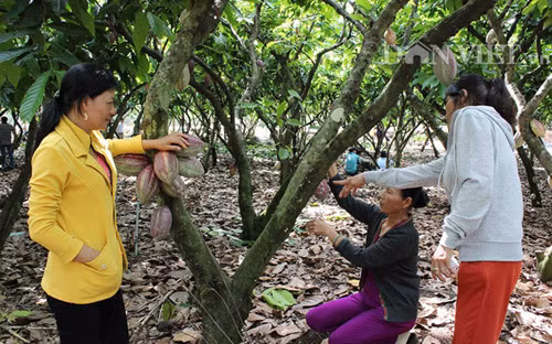 Nông dân tỉnh Đồng Nai đang nhận được sự hỗ trợ từ chính sách cánh đồng lớn ca cao. Ảnh: Trần Khánh