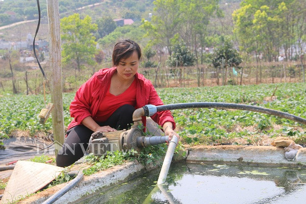 Chị Bảy lắp đặy hệ thống nước tự động và hệ thống phun quay khắp vườn, tạo điều kiện thuận lợi cho việc tưới tiêu. Chị Bảy lắp đặy hệ thống nước tự động và hệ thống phun quay khắp vườn, tạo điều kiện thuận lợi cho việc tưới tiêu.