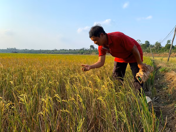 Cánh đồng lúa rộng khoảng 15 ha của xã Chư Pơng (huyện Chư Sê) trước nguy cơ mất trắng do thiếu nước. Ảnh: P.V
