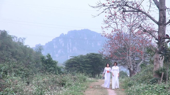 Thời gian hoa gạo nở rực rỡ nhất sẽ đến hết tháng Ba. (Ảnh: Khiếu Tư/TTXVN)