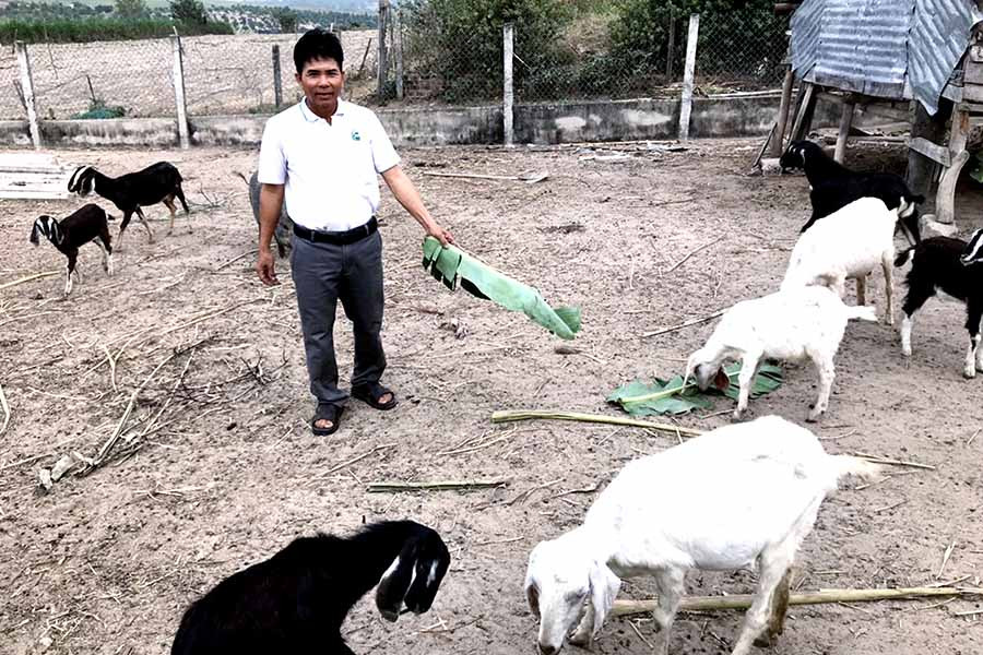 Ông Xuân chăm sóc đàn dê. Ảnh: Phạm Ngọc