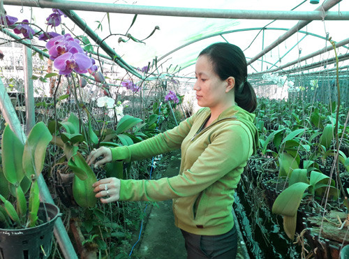 Nhờ trồng lan rừng, chị Ngọc Duyên có khoảng 1 tỷ đồng/năm. Ảnh: T.Đ