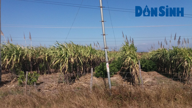 Một vườn mía tím của người dân xã Ia Pal đang cho thu hoạch