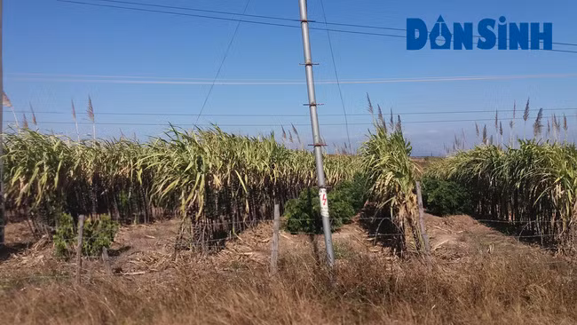 Một vườn mía tím của người dân xã Ia Pal đang cho thu hoạch