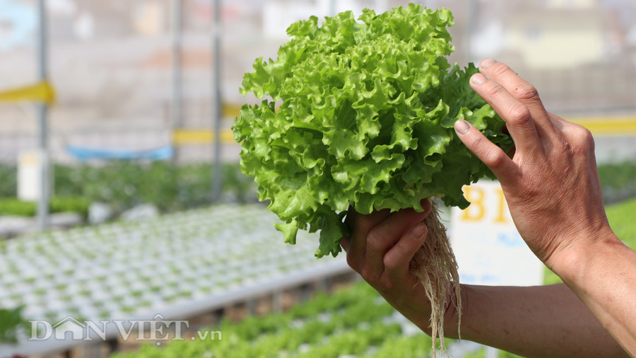 Việc đầu tư ban đầu để trồng rau thủy canh sẽ khá lớn, tuy nhiên thời gian sử dụng thiết bị, vật tư được lâu.