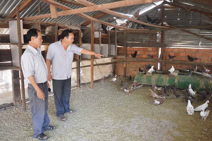  Ông Đinh Công Thưởng (bìa phải) giới thiệu mô hình nuôi chim bồ câu Pháp của gia đình. Ảnh: P.D