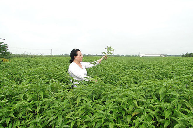 Sử dụng sản phẩm từ cây hoàn ngọc có thể hỗ trợ tăng cường sức đề kháng cho cơ thể Sử dụng sản phẩm từ cây hoàn ngọc có thể hỗ trợ tăng cường sức đề kháng cho cơ thể