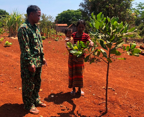 Cán bộ Đồn BP Ia Pnôn hướng dẫn bà Siu Gơn chăm sóc cây điều. Ảnh: A.H