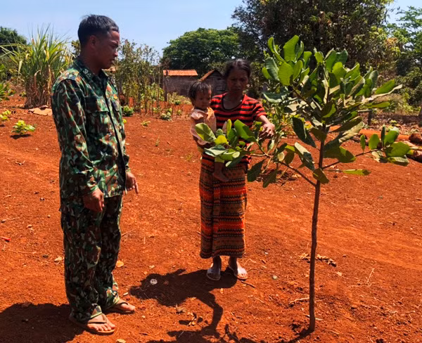 Cán bộ Đồn BP Ia Pnôn hướng dẫn bà Siu Gơn chăm sóc cây điều. Ảnh: A.H