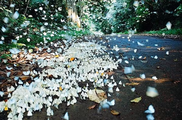 Rừng Cúc Phương