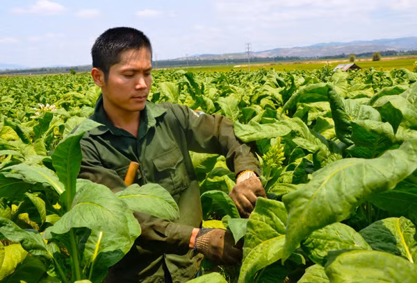 Anh Trịnh Quốc Lợi chăm sóc ruộng thuốc lá của gia đình. Ảnh: T.Đ