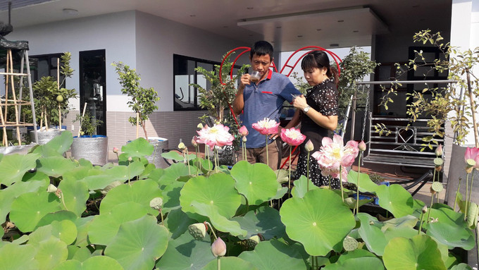 Hồ sen nở quanh năm trên sân thượng 300 m2Khu vực không có gì che, nắng cả ngày, anh thiết kế một hồ sen rộng 20 m2 từ các nguyên liệu đơn giản và rẻ tiền, chứ không phải xây kiên cố. Anh cho biết, chăm sóc sen khá dễ, một tuần mới phải bơm nước một lần, thi thoảng tỉa lá. Do khí hậu nên sen ở Sài Gòn nở quanh năm. Mỗi tháng nhà anh thu được cả cân hạt sen và gần như tuần nào cũng cắt hoa cắm một bình dưới phòng khách. Hồ sen nở quanh năm trên sân thượng 300 m2Khu vực không có gì che, nắng cả ngày, anh thiết kế một hồ sen rộng 20 m2 từ các nguyên liệu đơn giản và rẻ tiền, chứ không phải xây kiên cố. Anh cho biết, chăm sóc sen khá dễ, một tuần mới phải bơm nước một lần, thi thoảng tỉa lá. Do khí hậu nên sen ở Sài Gòn nở quanh năm. Mỗi tháng nhà anh thu được cả cân hạt sen và gần như tuần nào cũng cắt hoa cắm một bình dưới phòng khách.
