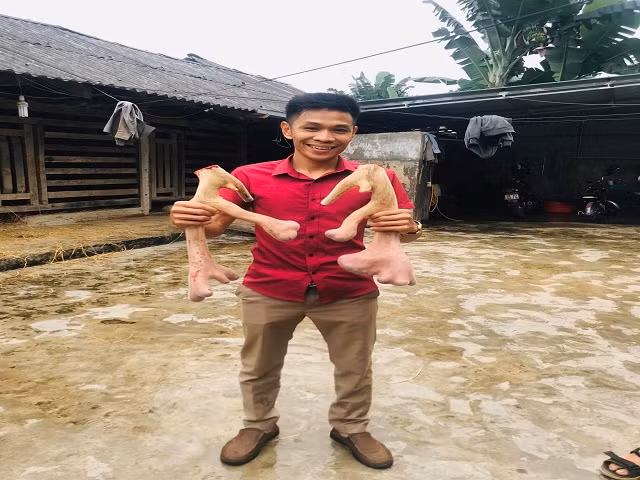  Theo người dân địa phương, đến thời điểm này, đây là cặp nhung hươu có trọng lượng lớn nhất trên địa bàn huyện Hương Sơn