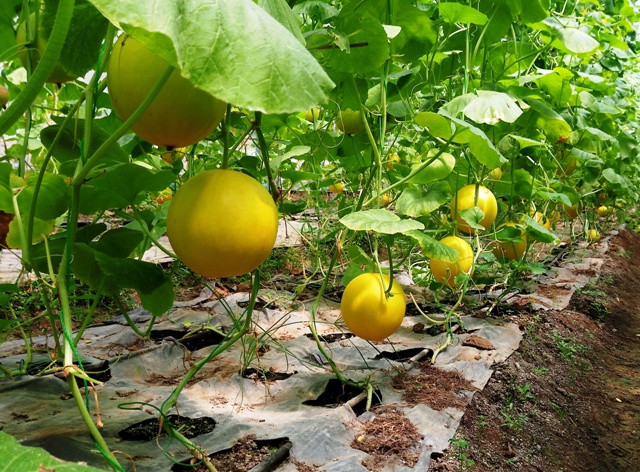 Những luống dưa vàng được chàng trai trẻ Dương Văn Khoa kể cho bố mẹ nghe khi đang học tập bên Israel