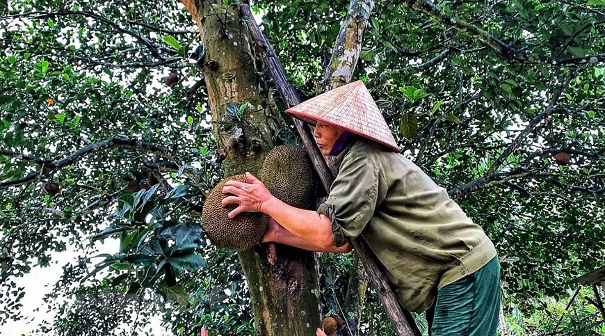 Vườn cây nhà cô Liên có hàng chục cây mít cho trái quanh năm. (Ảnh: Xuân Mai/Vietnam+) Vườn cây nhà cô Liên có hàng chục cây mít cho trái quanh năm. (Ảnh: Xuân Mai/Vietnam+)