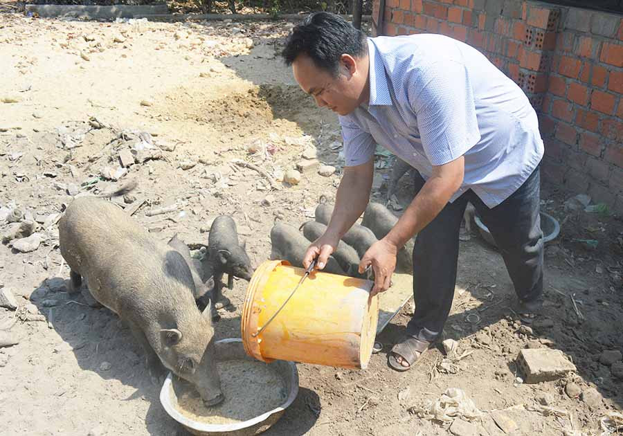 Ngoài chăn nuôi bò,dê ông Thưởng còn nuôi thêm heo rừng. Ảnh: Phương Dung