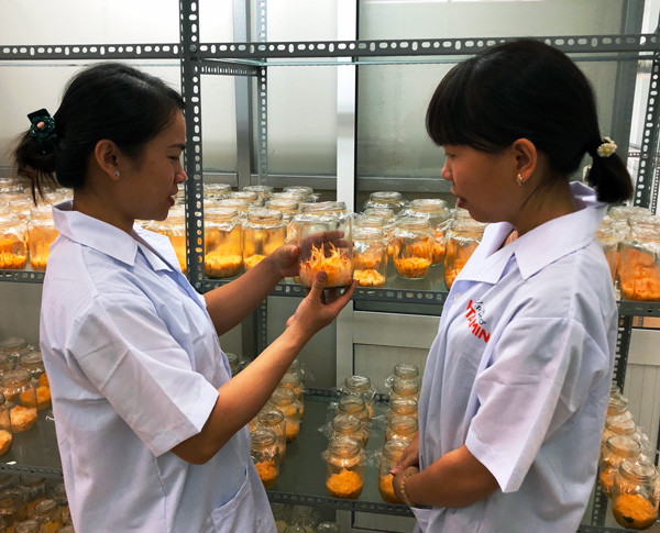 Trung tâm Ứng dụng tiến bộ KH-CN đã làm chủ được quy trình kỹ thuật nhân giống cấp 1 và sản xuất nuôi trồng đông trùng hạ thảo. Ảnh: G.H