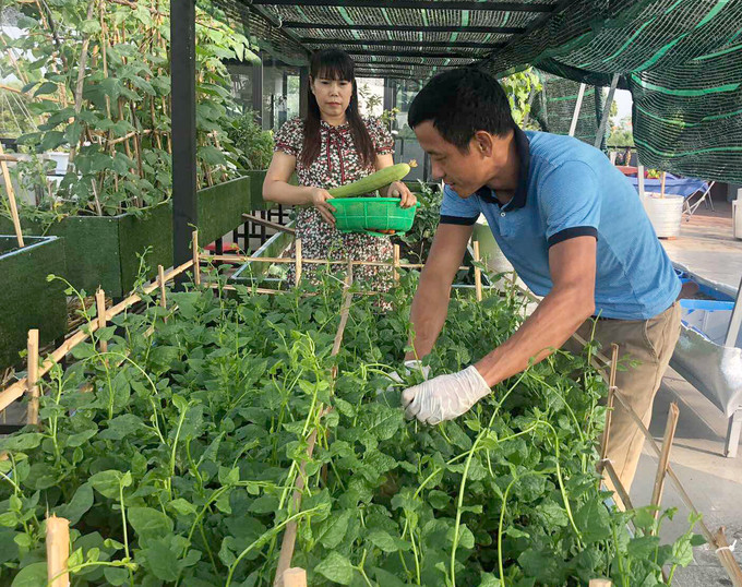 Hồ sen nở quanh năm trên sân thượng 300 m2Trồng rau chưa được một năm, nhà anh Huynh đã có ăn rau quả ăn không xuể. Mùa mồng tơi, bí, mướp nhiều, nhà anh "nài nỉ" hàng xóm cắt về ăn. "Vui nhất là từ ngày có vườn, chặt xong thịt gà mới sai con lên hái lá chanh, ớt; cua giã, lọc xong mới chạy lên cắt mướp", anh cho hay. Hồ sen nở quanh năm trên sân thượng 300 m2Trồng rau chưa được một năm, nhà anh Huynh đã có ăn rau quả ăn không xuể. Mùa mồng tơi, bí, mướp nhiều, nhà anh