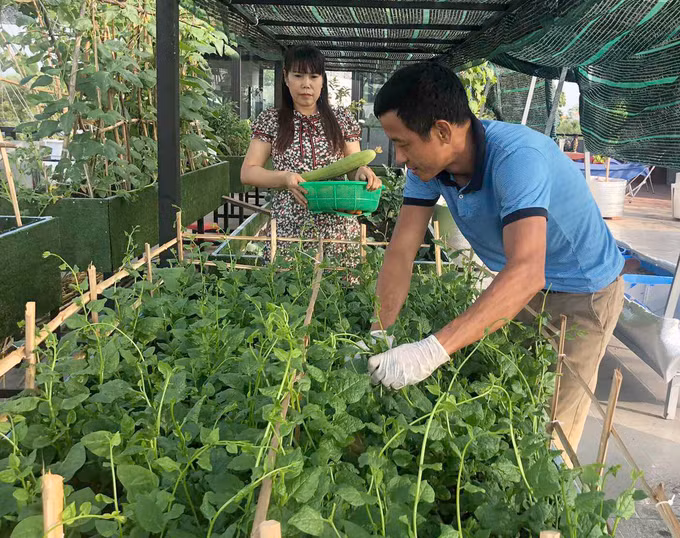 Hồ sen nở quanh năm trên sân thượng 300 m2Trồng rau chưa được một năm, nhà anh Huynh đã có ăn rau quả ăn không xuể. Mùa mồng tơi, bí, mướp nhiều, nhà anh 