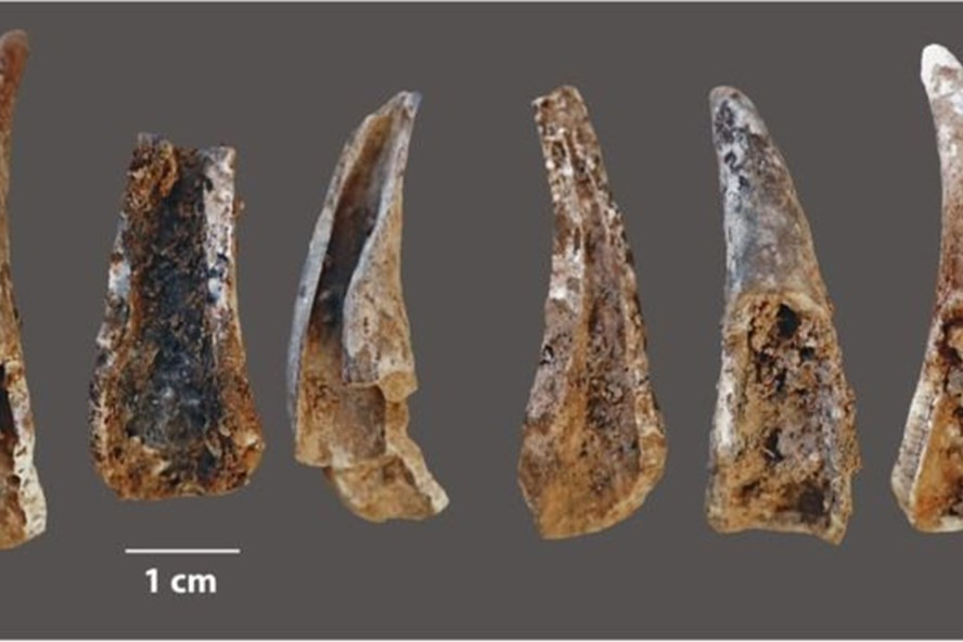 Càng cua được tìm thấy trong hang mà người Neanderthals sinh sống. Ảnh: João Zilhão Càng cua được tìm thấy trong hang mà người Neanderthals sinh sống. Ảnh: João Zilhão