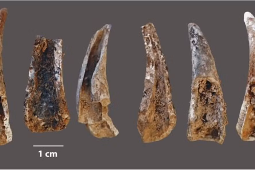 Càng cua được tìm thấy trong hang mà người Neanderthals sinh sống. Ảnh: João Zilhão