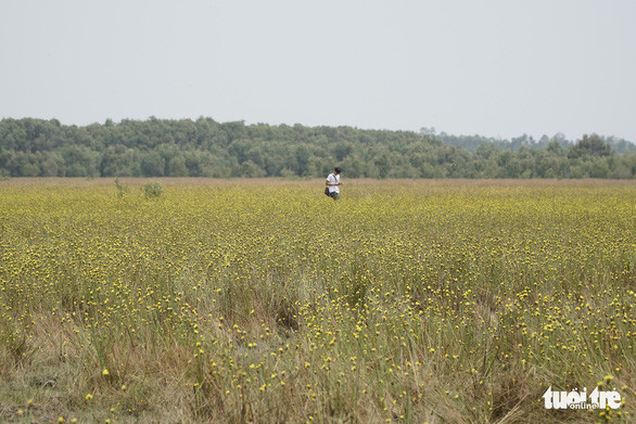 Cánh đồng hoa hoàng đầu ấn trải rộng trên diện tích khoảng 6ha Cánh đồng hoa hoàng đầu ấn trải rộng trên diện tích khoảng 6ha