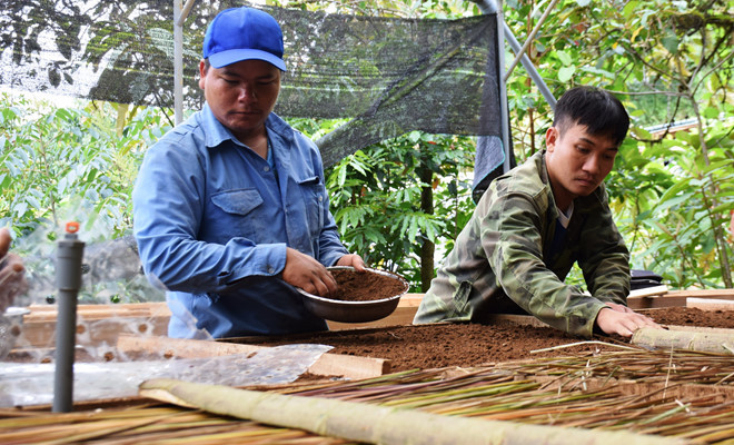 Những chàng trai Xê Đăng ở trạm dược liệu Trà Linh dành tuổi thanh xuân ăn ngủ cùng sâm Ngọc Linh/ Ảnh: Mạnh Cường