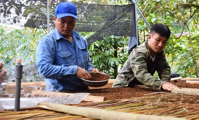 Những chàng trai Xê Đăng ở trạm dược liệu Trà Linh dành tuổi thanh xuân ăn ngủ cùng sâm Ngọc Linh/ Ảnh: Mạnh Cường