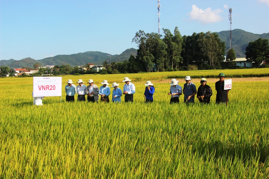 Nông dân thăm cánh đồng trồng giống lúa VNR20 tại xã Nhơn Thọ (thị xã An Nhơn).