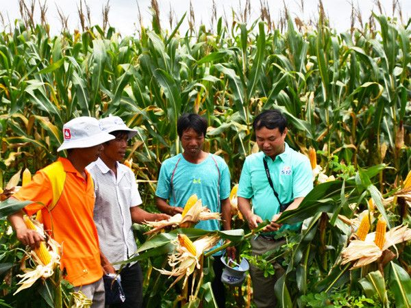 Mô hình trồng bắp sinh khối giúp nhiều nông dân khu vực phía Đông tỉnh từng bước xóa đói giảm nghèo. Ảnh: Hoành Sơn Mô hình trồng bắp sinh khối giúp nhiều nông dân khu vực phía Đông tỉnh từng bước xóa đói giảm nghèo. Ảnh: Hoành Sơn