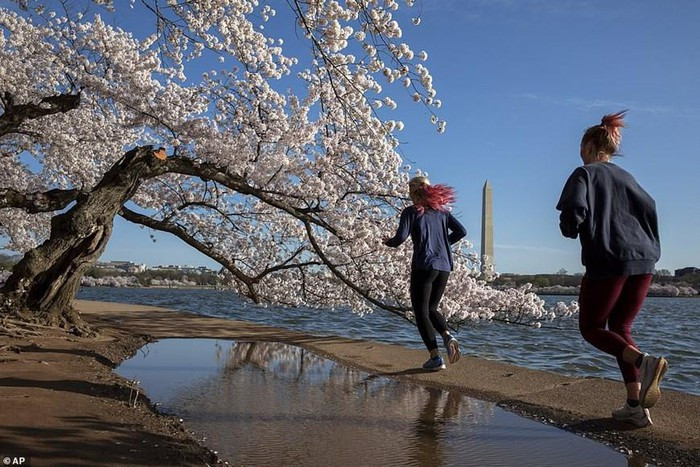 Hoa anh đào ở Capitol Hill thu hút rất đông người đến chiêm ngưỡng.